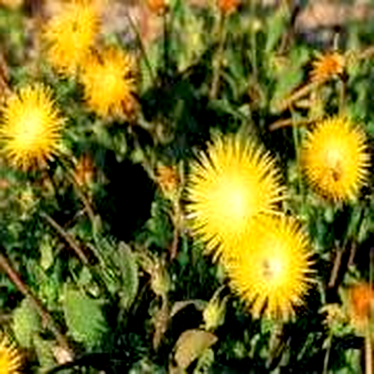 Apatesia pillansii