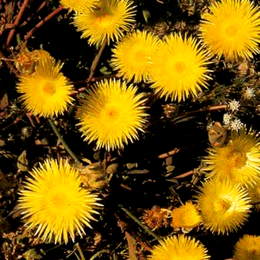 Apatesia sabulosa