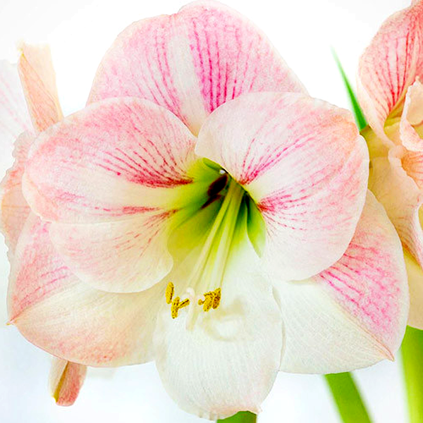 Apple Blossom