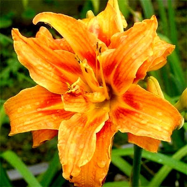 Apricot Beauty