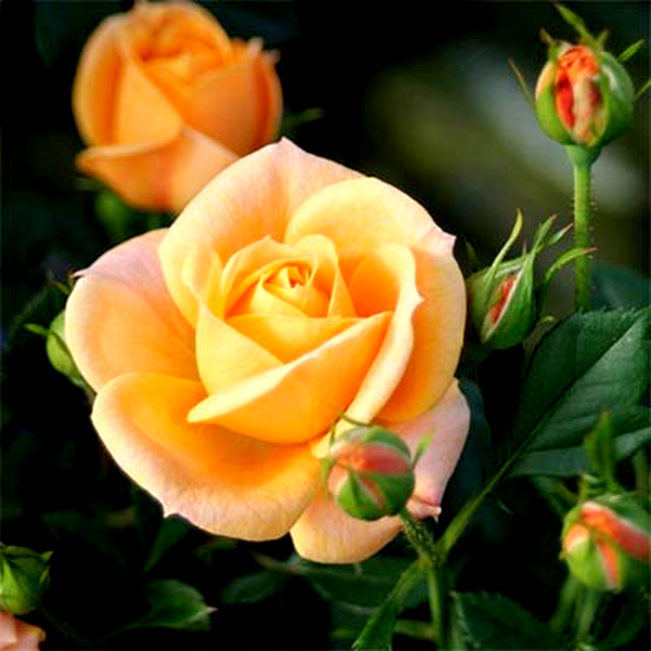 Apricot Clementine