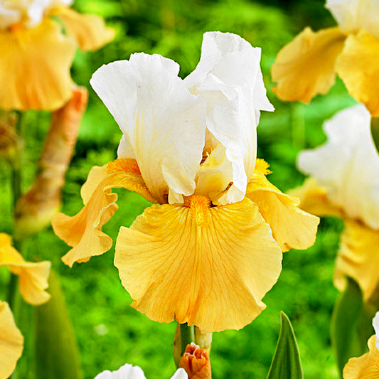 Apricot Frosty
