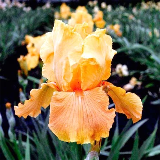 Apricot Silk