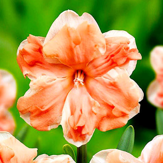 Apricot Whirl
