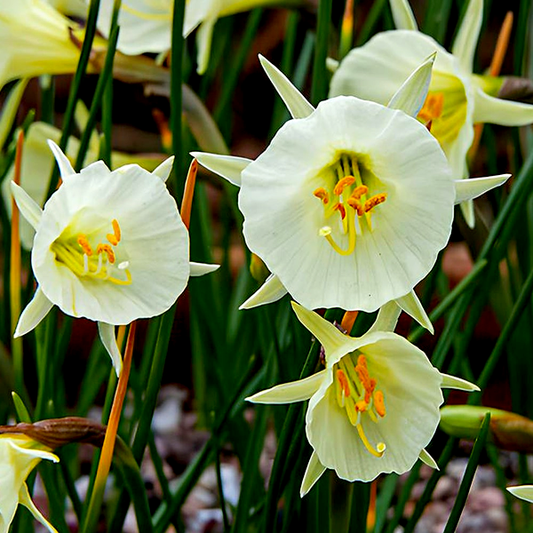 Arctic Bells