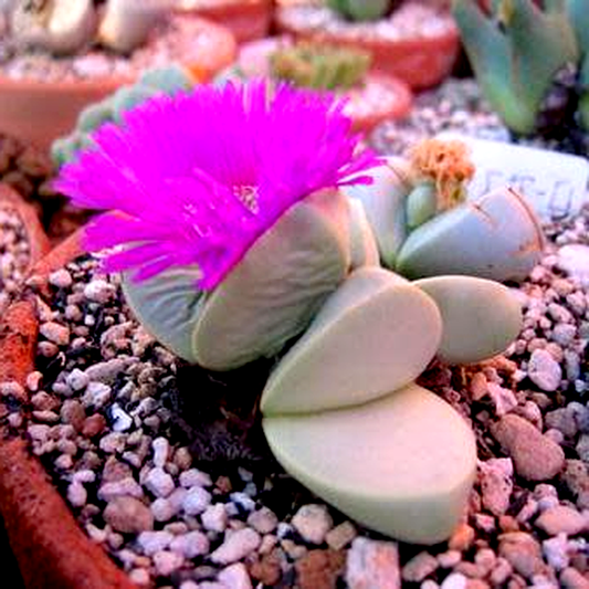 Argyroderma fissum