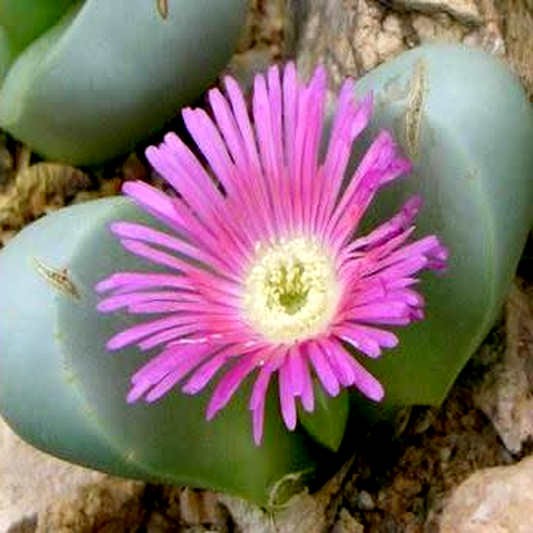 Argyroderma ringens