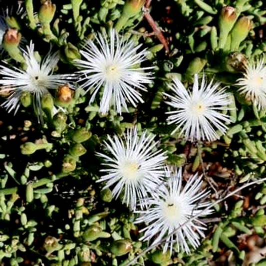 Aridaria noctiflora