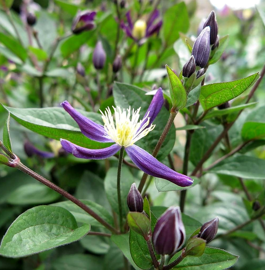Aromatica