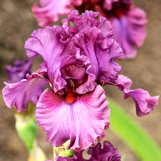 Asian Plum