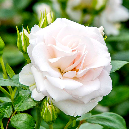 Aspirin Rose