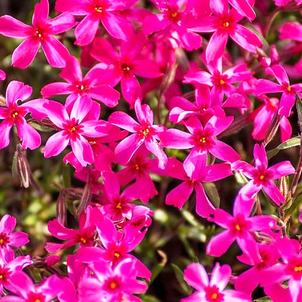 Atropurpurea