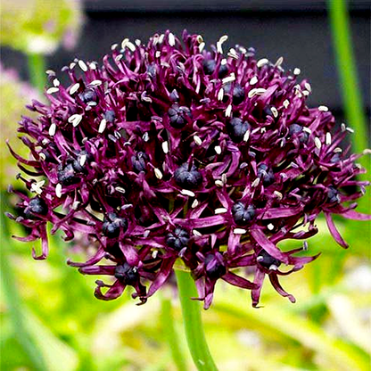 Atropurpureum