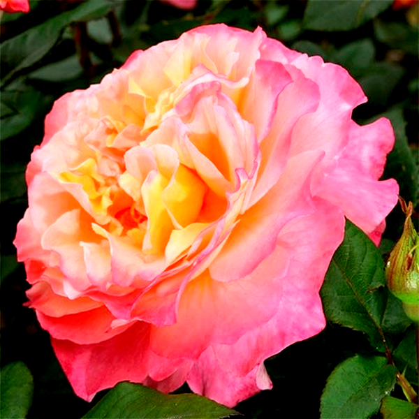 Augusta Luise