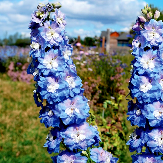 Aurora™ Blue Delphinium