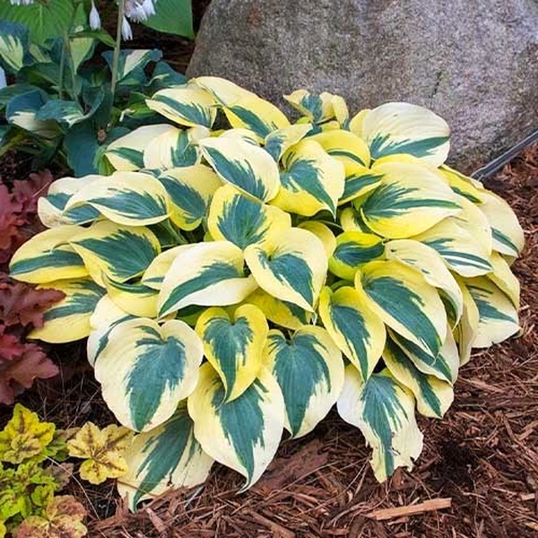 Autumn Frost
