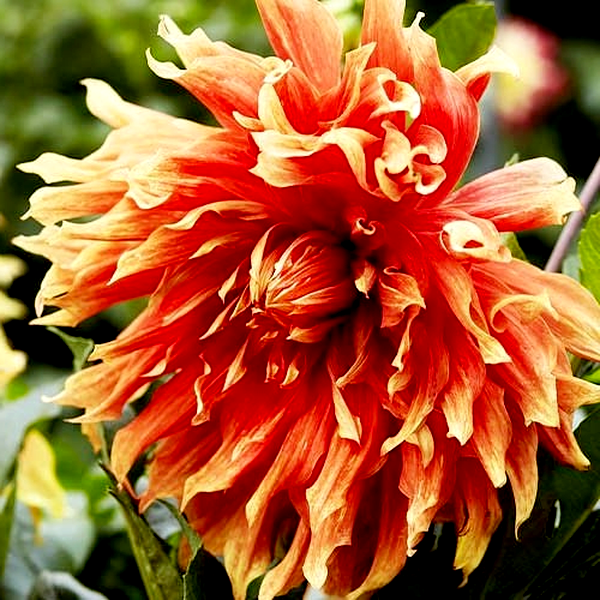 Autumn Sunburst