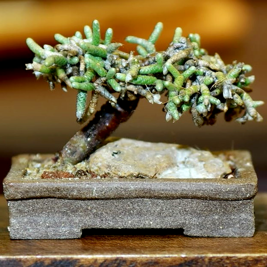 Avonia ustulata