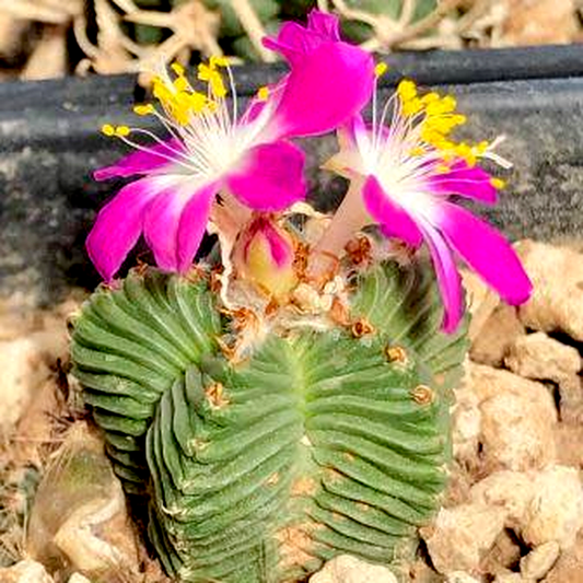 Aztekium valdezii