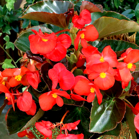 Begonia 'Bronze Leaf Red'