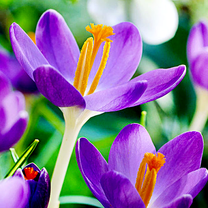 Barr's Purple