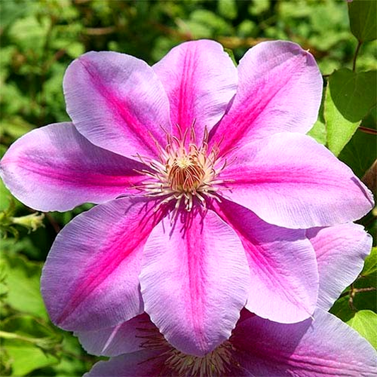Bees Jubilee