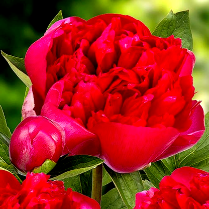 Belgravia