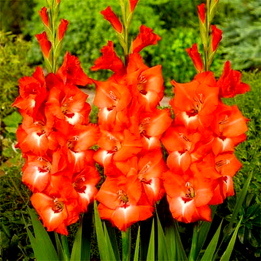 Belladonna