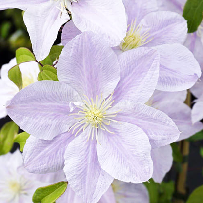 Bellissima