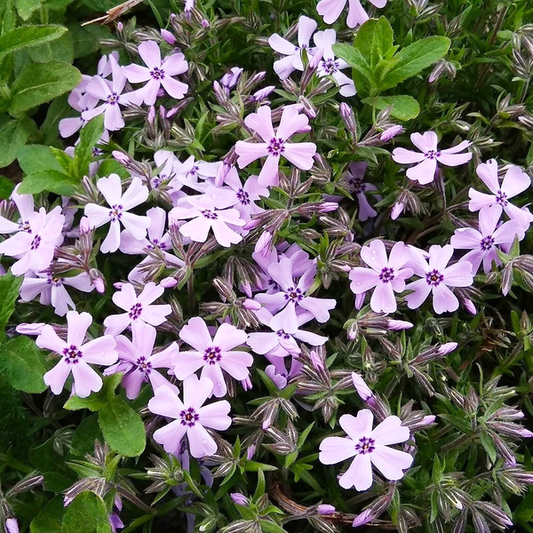 Benita