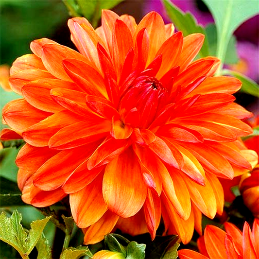 Berliner Orange