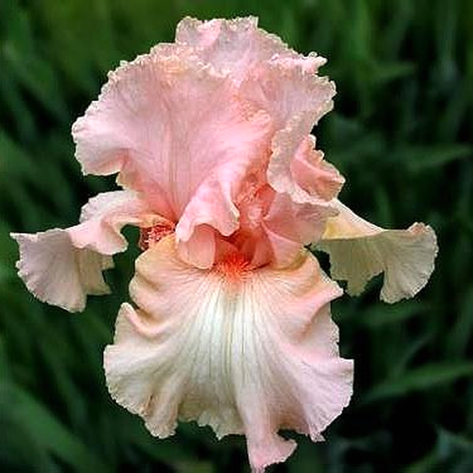 Beverly Sills