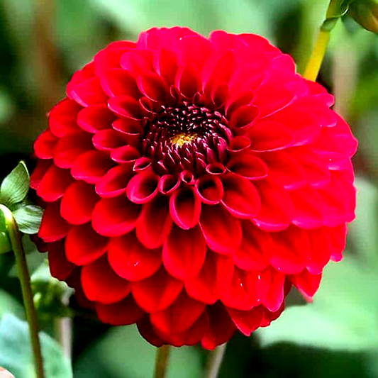Bizon Red