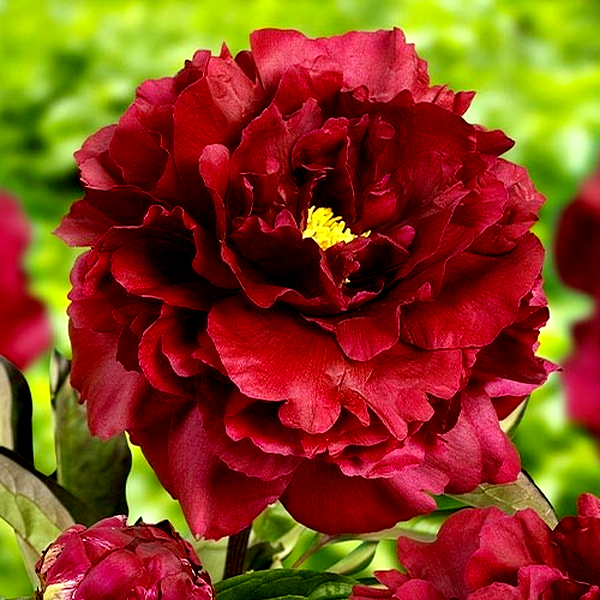 Black Beauty