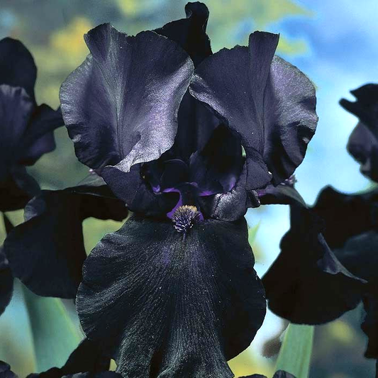 Black Dragon