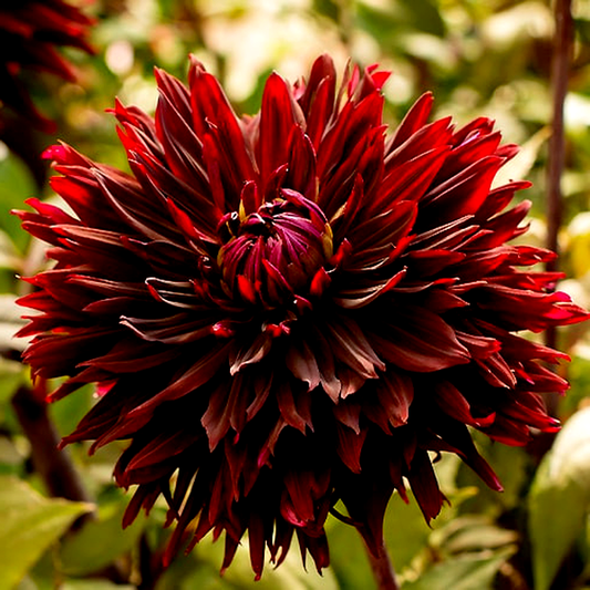 Black Jack