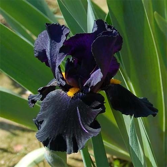 Black Night