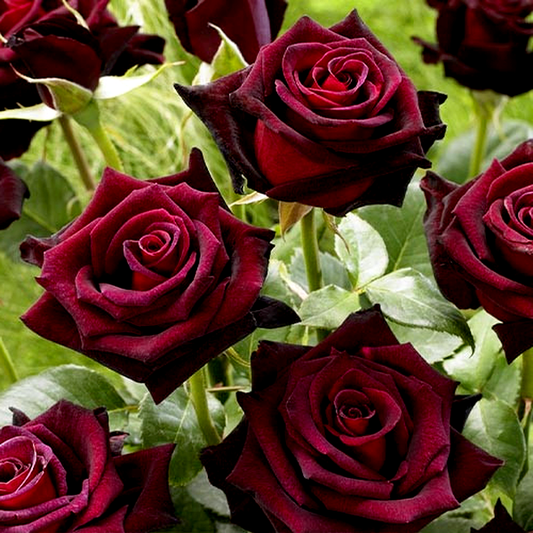 Black Queen
