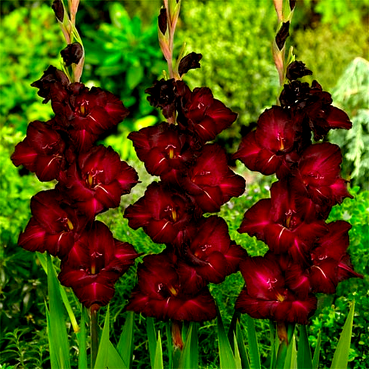 Black Surprise