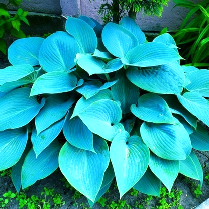 Blue Angel