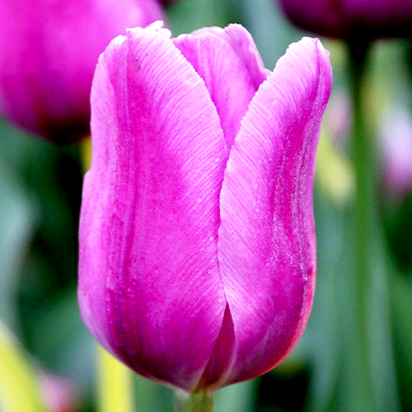 Blue Beauty