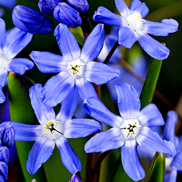 Blue Giant