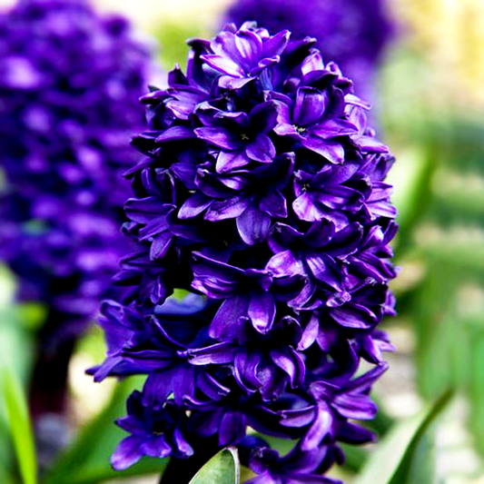 Blue Sapphire
