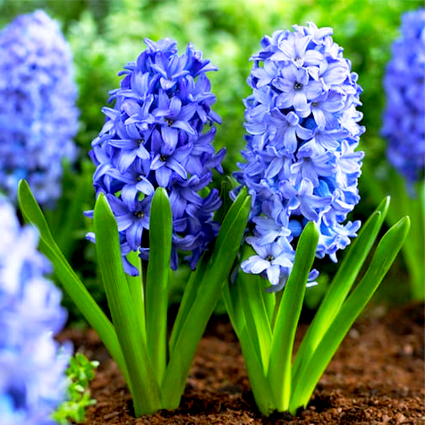 Blue Star