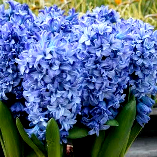 Blue Tango