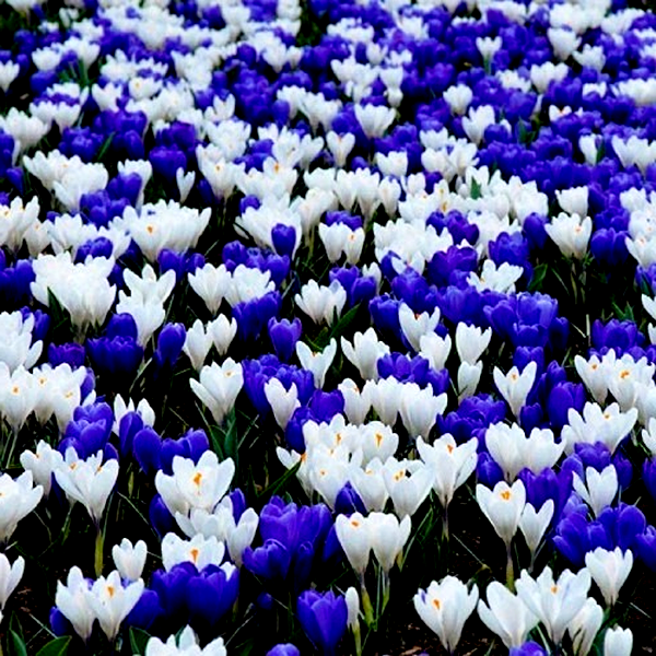 Blue and White Mix