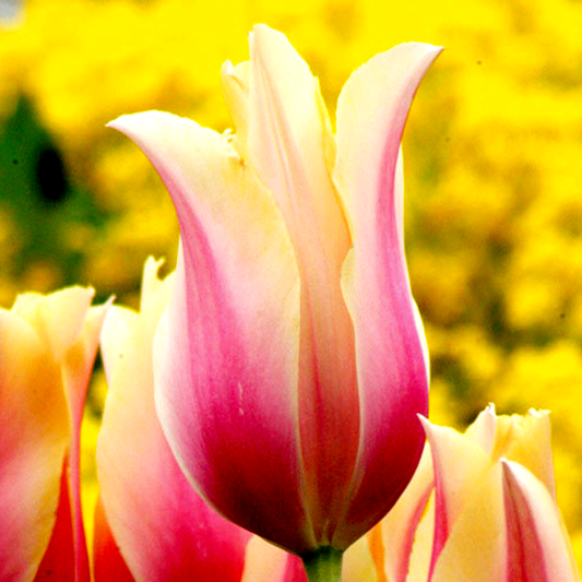 Blushing Lady