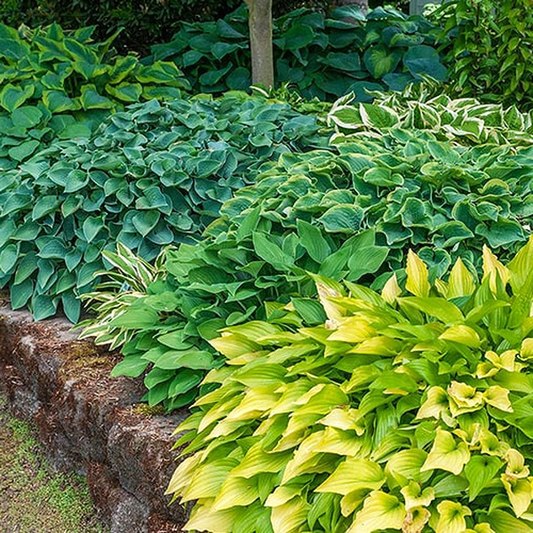 Border Mix
