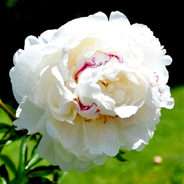 Boule De Neige