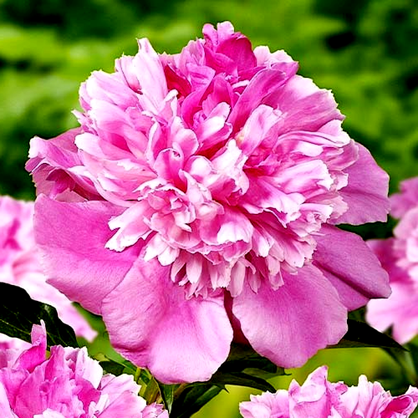 Bouquet Perfect